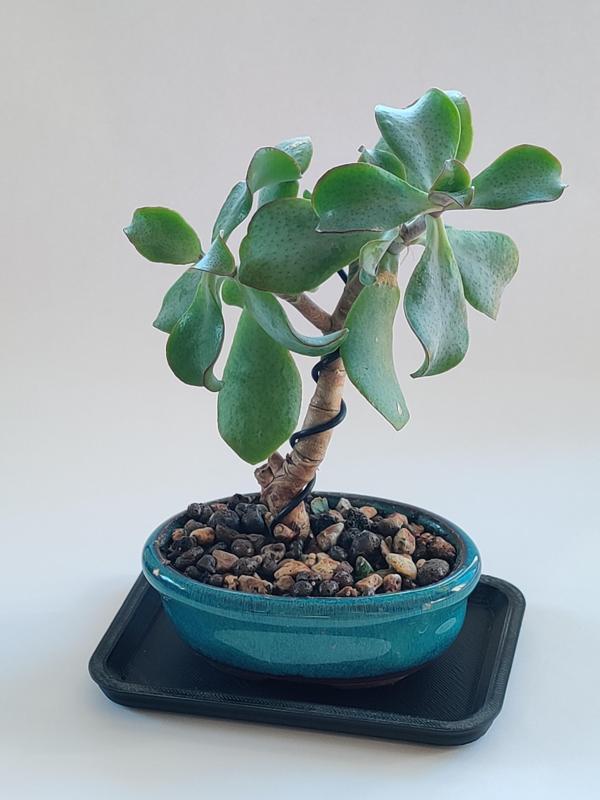 Bonsai humidity tray