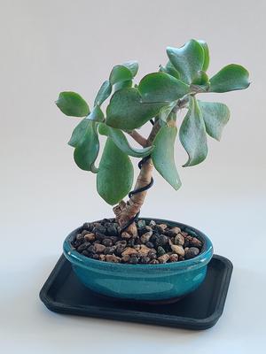 Bonsai humidity tray