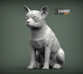 Chihuahua sitting