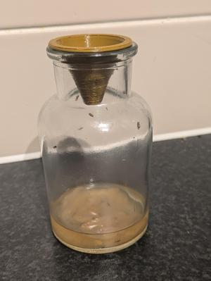 Fruit Fly Trap