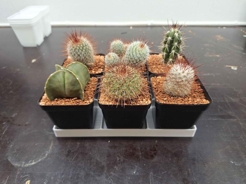 Plant Tray for small cacti and succulent pots