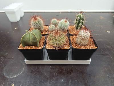 Plant Tray for small cacti and succulent pots