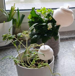 Watering Pot with Lid