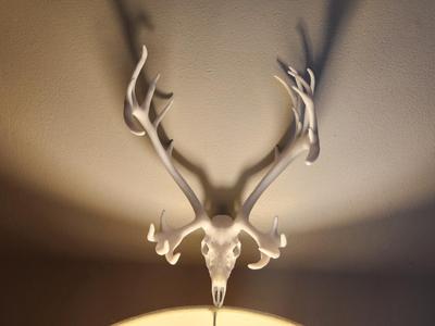 "Caribou" Deer Skull