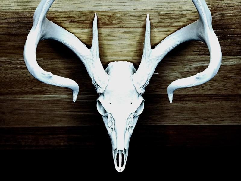 "Symmetry 2.0" Deer Skull