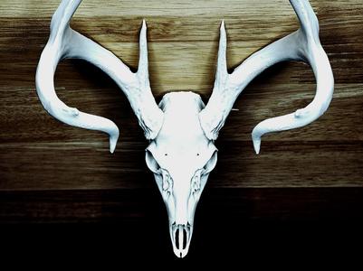"Symmetry 2.0" Deer Skull