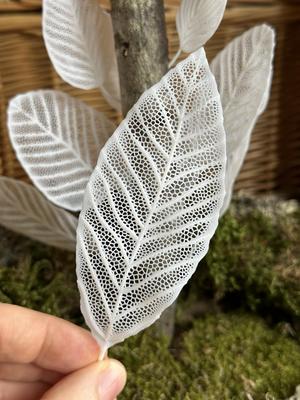 Skeleton Leaves - Willow