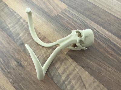 Mammoth skull