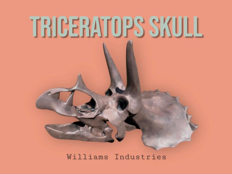 Triceratops Skull