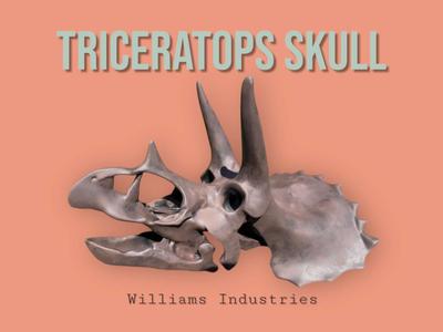 Triceratops Skull