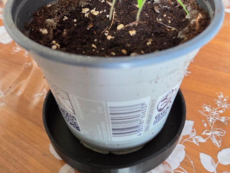 Simpler Planter Saucer