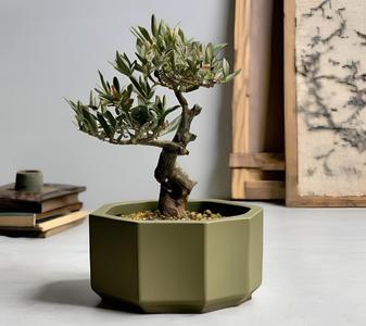 Octagonal Bonsai Pot
