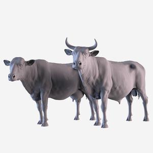 Cow and Bull
