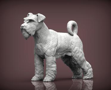 schnauzer dog