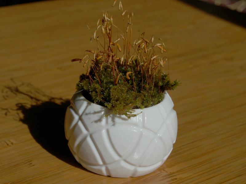 Desktop garden with water reservoir