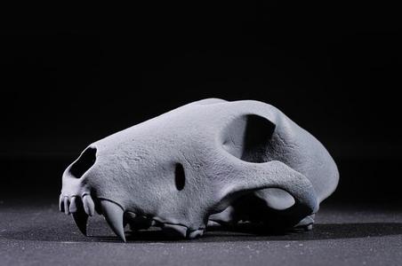 Bull Terrier Skull
