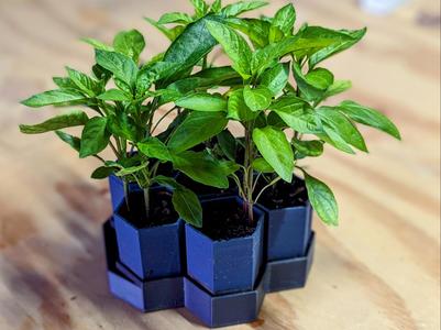 Seed/Planter Starter Cups and Tray (Self-Watering)