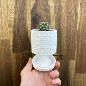 Uroku - Planter Pot (Wall mount & Table Top)