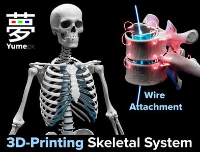 Skeleton - Skeletal System - 3D Printing