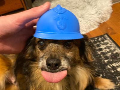French M15 Adrian Pet Helmet