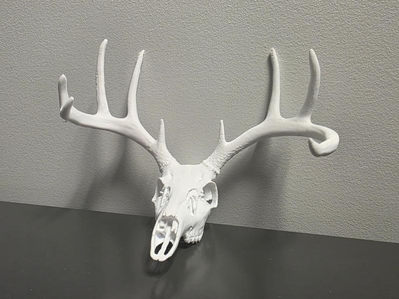 "Cole's Buck" Deer Skull