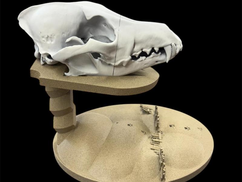 Coyote Skull Display Stand