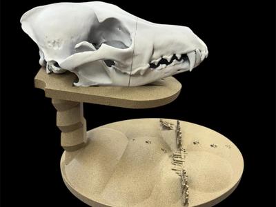 Coyote Skull Display Stand
