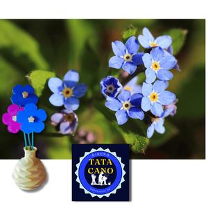 Flores No Me Olvides (Forget me not Flowers)