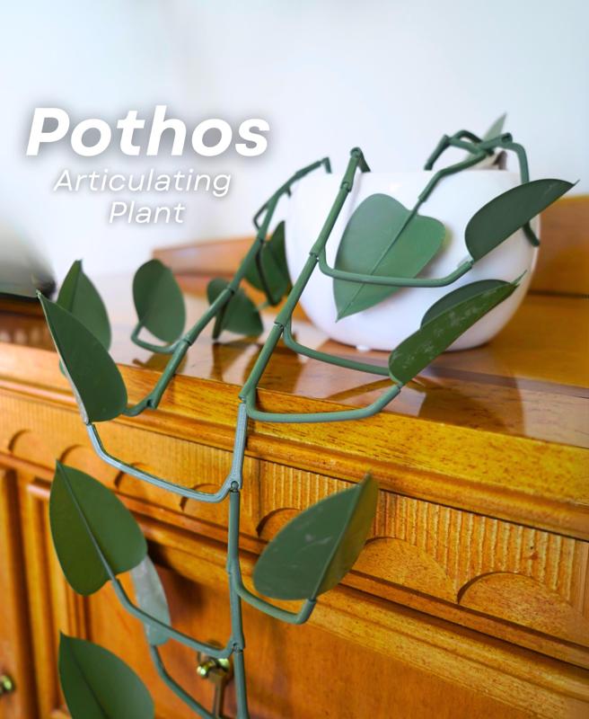 Pothos - Articulating Plant