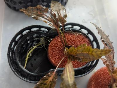 aquarium plant moss holder
