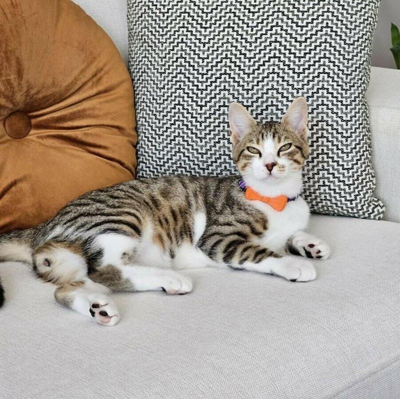 Cat Bowtie