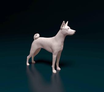 Basenji chihuahua