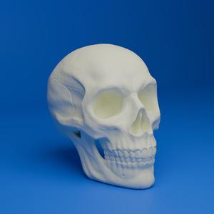 Human Skull (MysticMesh3D)
