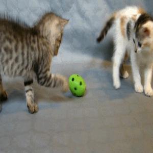 The cat ball