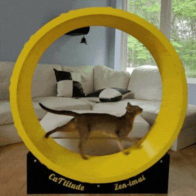 Cat Wheel 3D Print