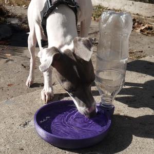pop bottle pet auto water dish