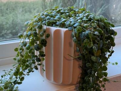Fluted Plant Pot 