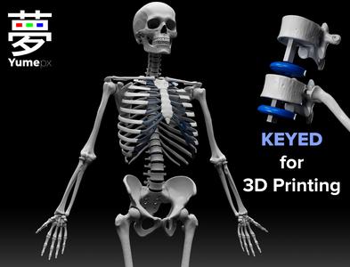 Human Skeleton - 3D Printing