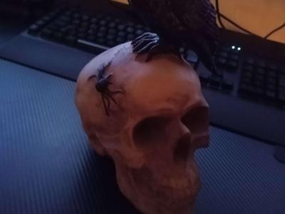 Skull with raven