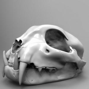 Bobcat Skull