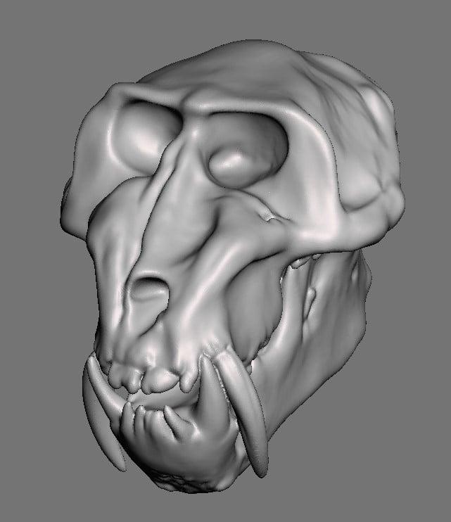 Primate Skulls