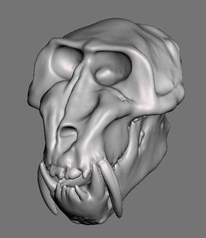 Primate Skulls