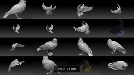 Pigeon 3D Model Collection