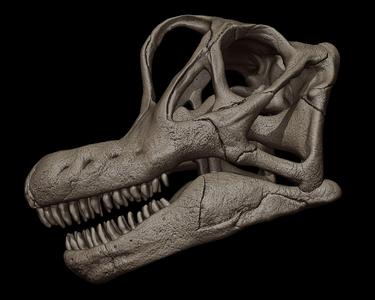 Brachiosaurus Skull 3D Print Model