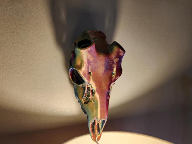"Fallow" Deer Skull Antler Mount - Snap/Lock