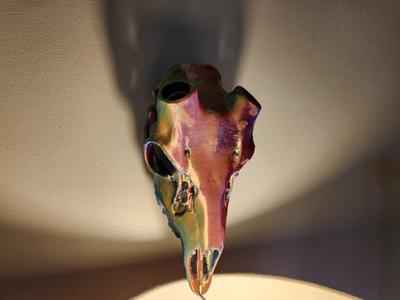 "Fallow" Deer Skull Antler Mount - Snap/Lock