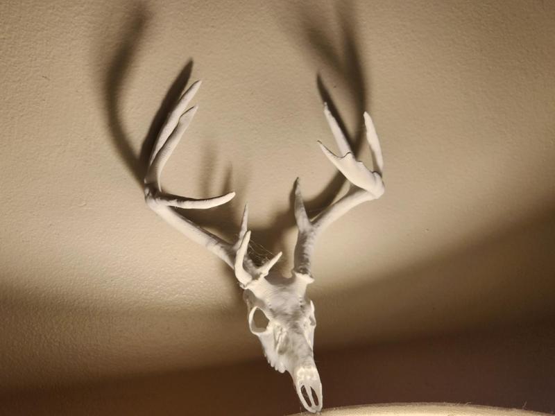"Triple Brow Tiner" Deer Skull