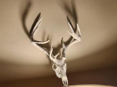 "Triple Brow Tiner" Deer Skull