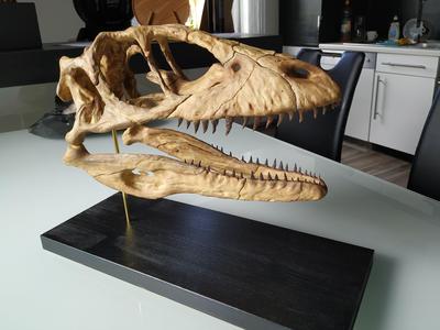 Deinonychus Skull