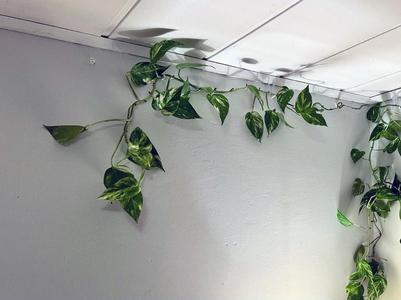 Plant Wall Hook